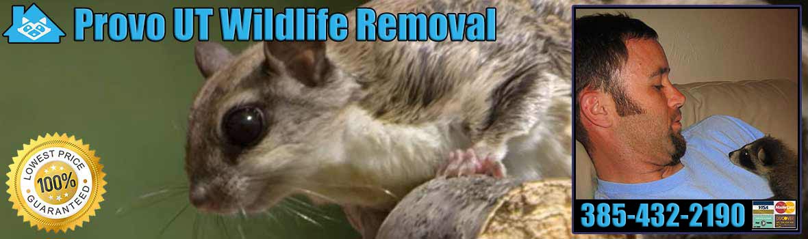 Provo Wildlife and Animal Removal